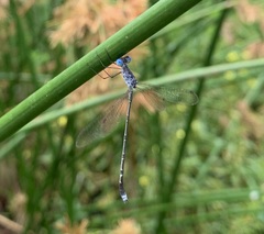 Lestes tridens