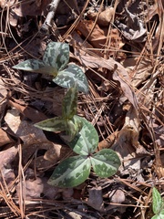 Trillium underwoodii