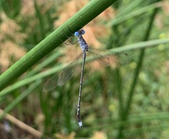 Lestes tridens
