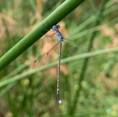 Lestes tridens