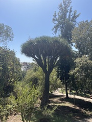 Dracaena draco