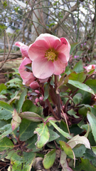 Helleborus orientalis