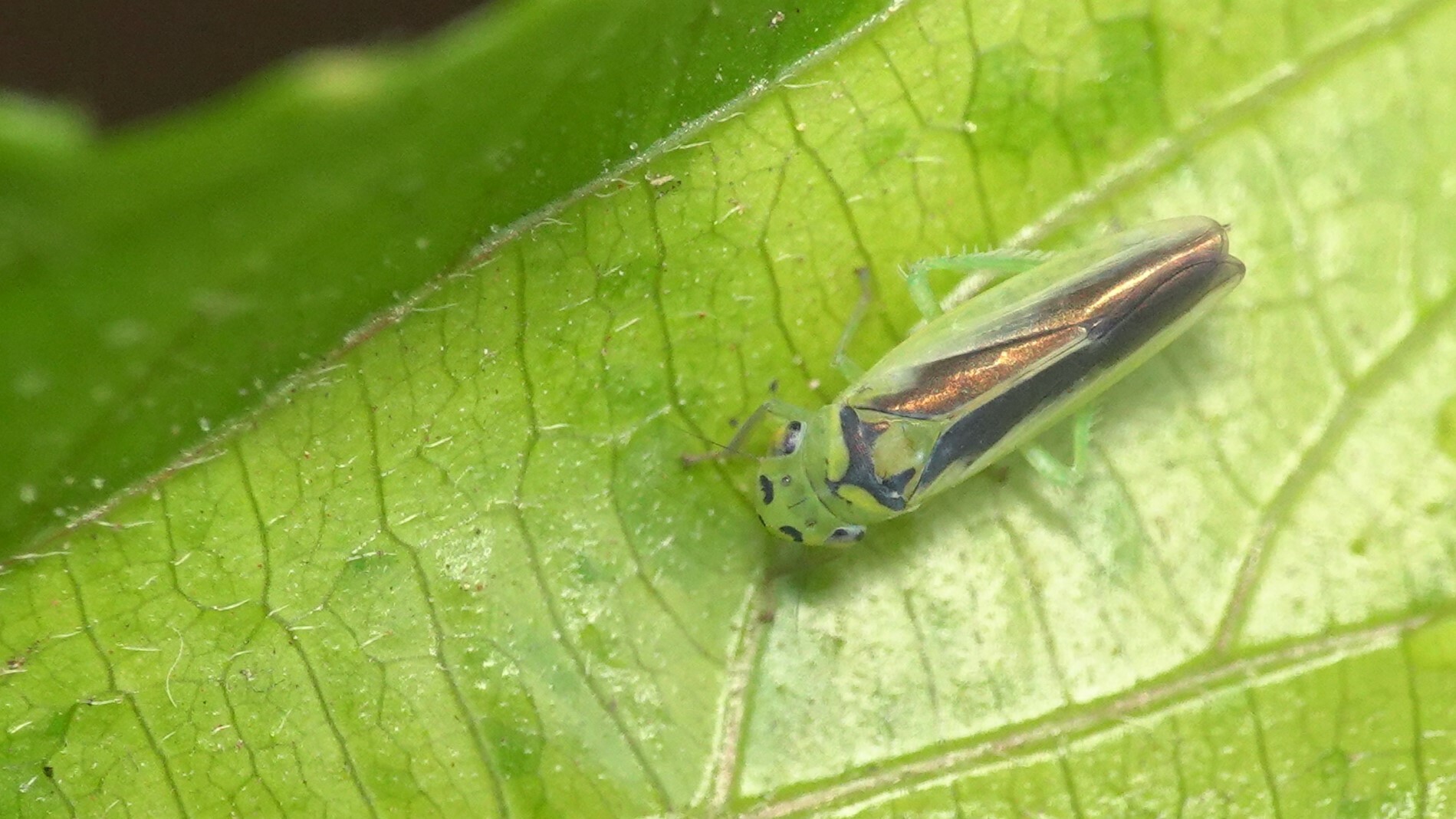 Kolla paulula | Insect Vectors of Plant Disease