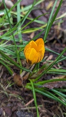 Crocus