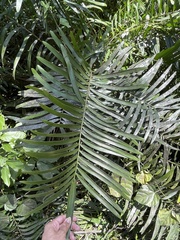 Zamia
