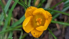 Crocus