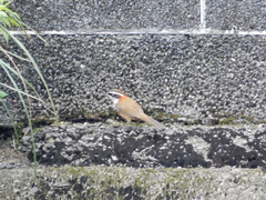 Pomatorhinus musicus