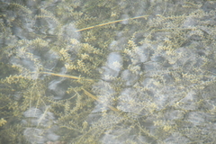 Hydrocharitaceae