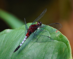 Erythrodiplax abjecta