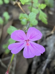 Geranium yeoi
