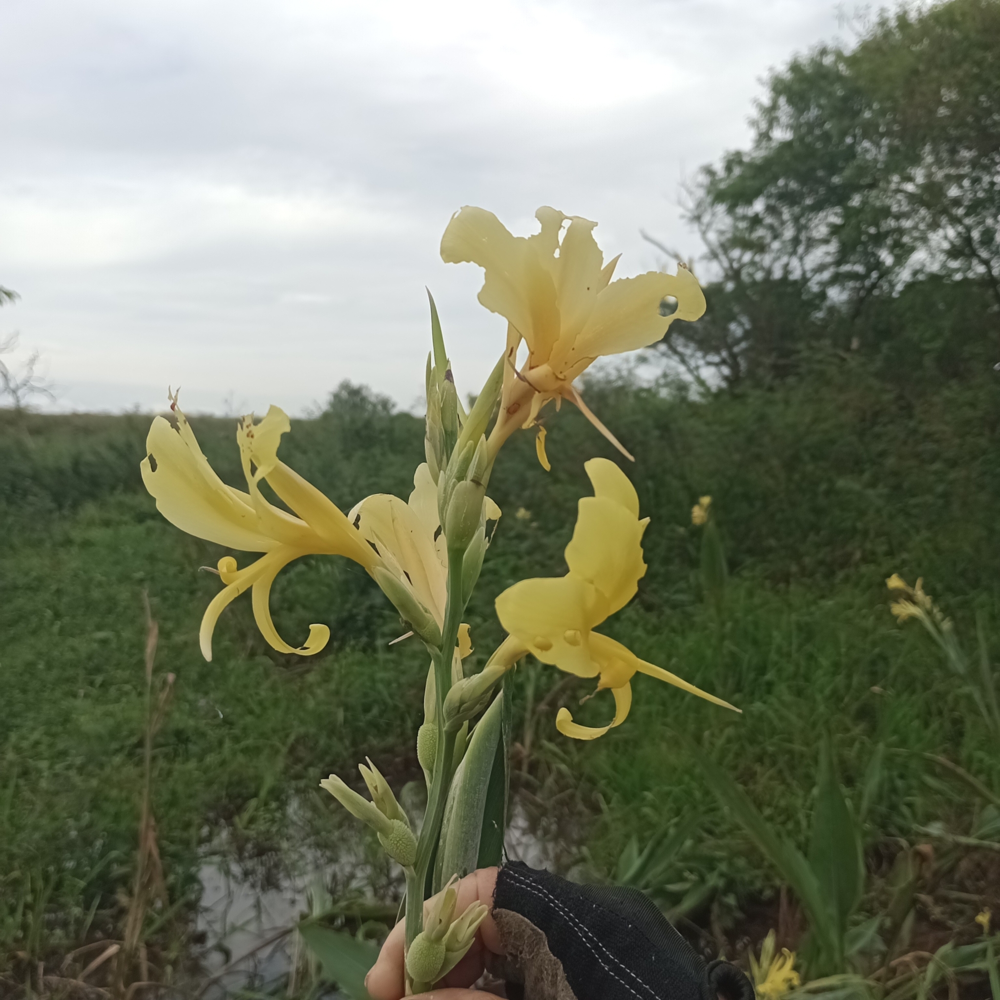 Canna glauca
