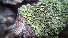 Melanelixia subaurifera