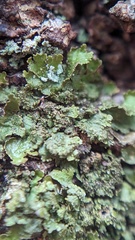 Melanelixia subaurifera