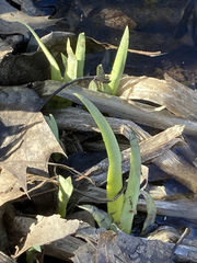 Symplocarpus foetidus