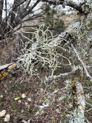 Ramalina farinacea