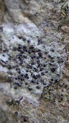 Arthonia radiata