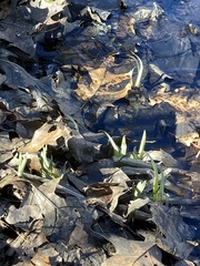 Symplocarpus foetidus