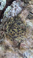 Arthonia radiata