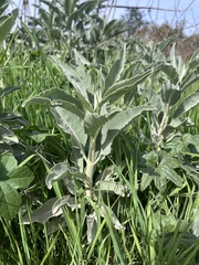 Salvia apiana