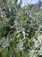 Salvia apiana