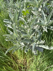 Salvia apiana
