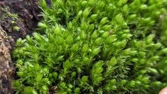 Mnium hornum