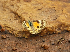Colotis calais