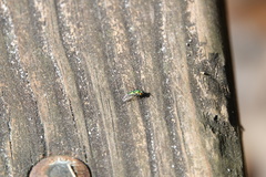 Condylostylus comatus