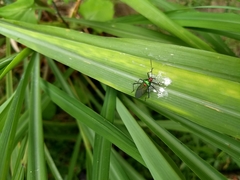 Sphictyrtus sumtuosus