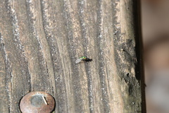 Condylostylus comatus