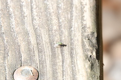 Condylostylus comatus