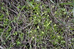 Ceratocephala testiculata