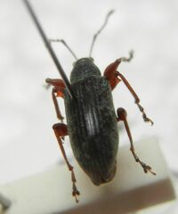 Phyllobius glaucus
