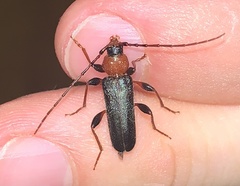 Phymatodes testaceus