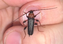 Phymatodes testaceus