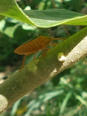 Edessa rufomarginata