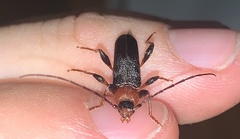 Phymatodes testaceus
