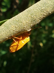 Edessa rufomarginata