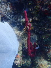 Amphimedon compressa