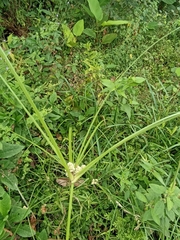 Cyperus entrerianus