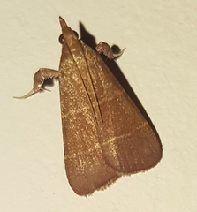 Parachma lequettealis