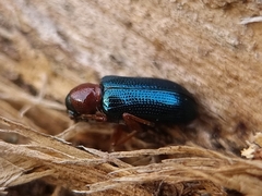 Oulema melanopus
