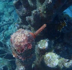 Hermodice carunculata