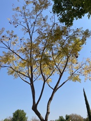 Albizia occidentalis