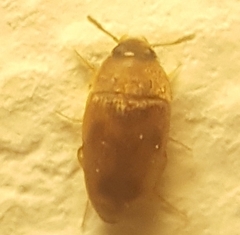 Litargus