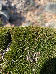 Schistidium apocarpum