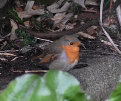 Erithacus rubecula