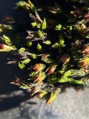 Schistidium apocarpum