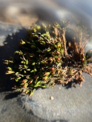 Schistidium apocarpum