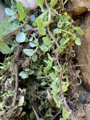 Calceolaria tenella